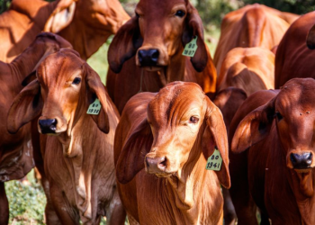 Gusano Barrenador Detiene Exportación De Ganado A Estados Unidos