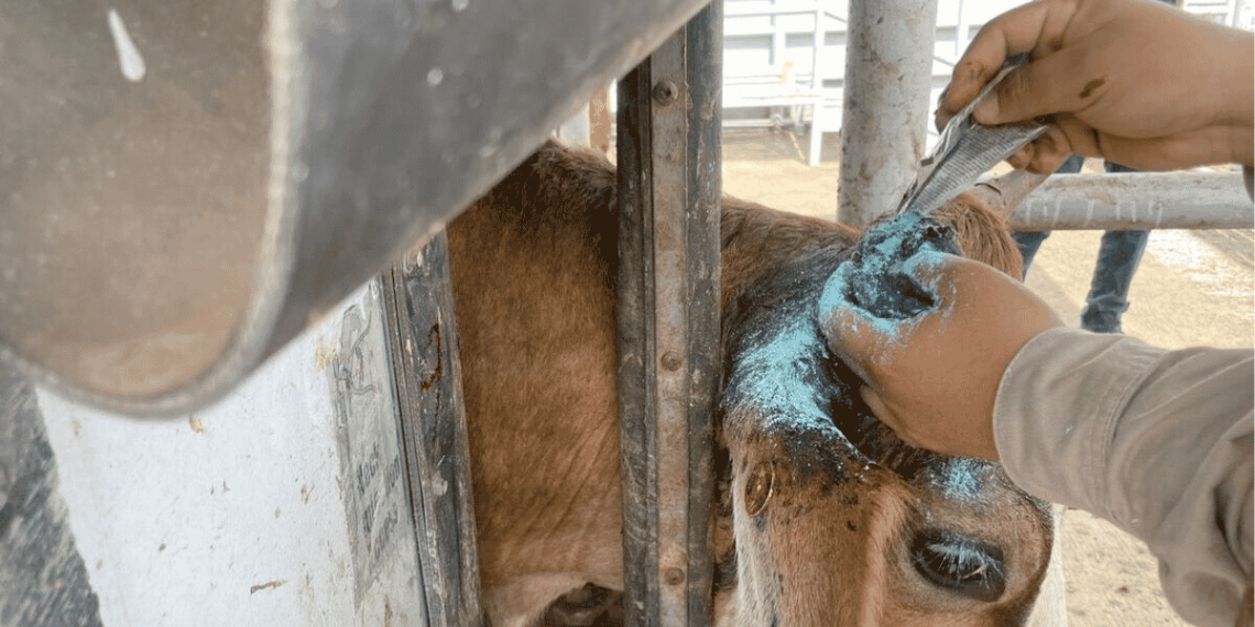Asustan Los Casos De Gusano Barrenador En Coahuila - Tu Colonia Regia